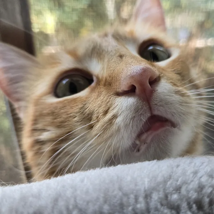 Will Smith Not The Actor Cat Sitting