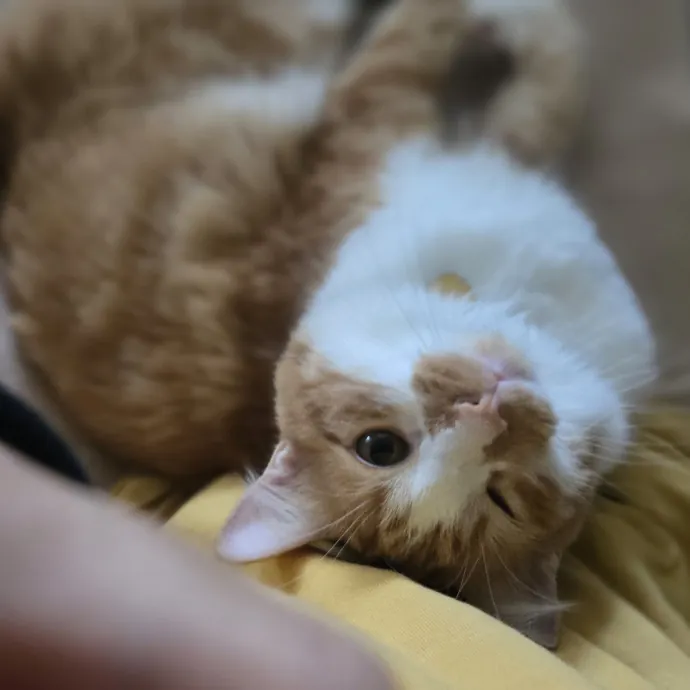 Will Smith Not The Actor Cat Sitting