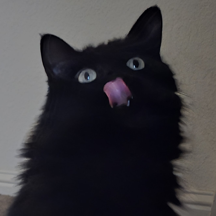 Will Smith Not The Actor Cat Sitting