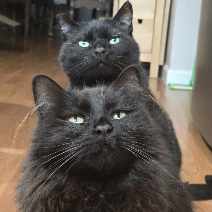 Will Smith Not The Actor Cat Sitting