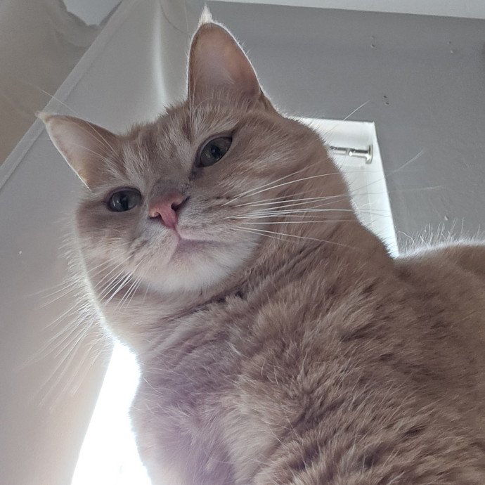 Will Smith Not The Actor Cat Sitting