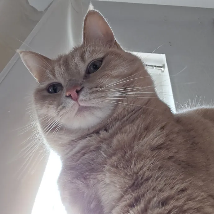 Will Smith Not The Actor Cat Sitting