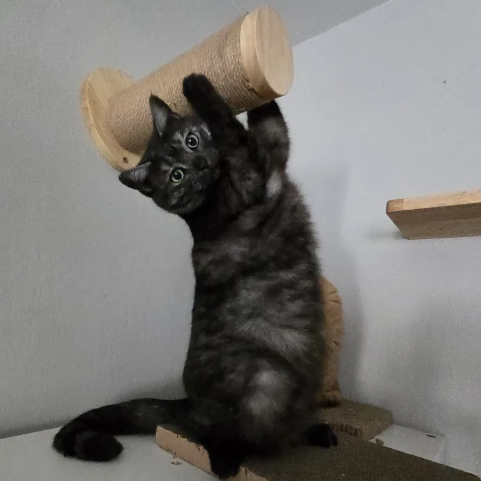 Will Smith Not The Actor Cat Sitting