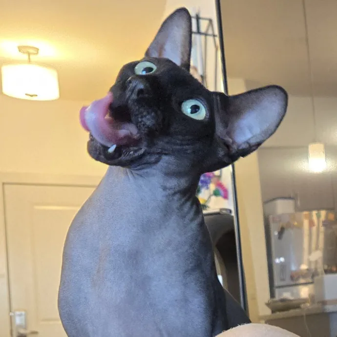 Will Smith Not The Actor Cat Sitting