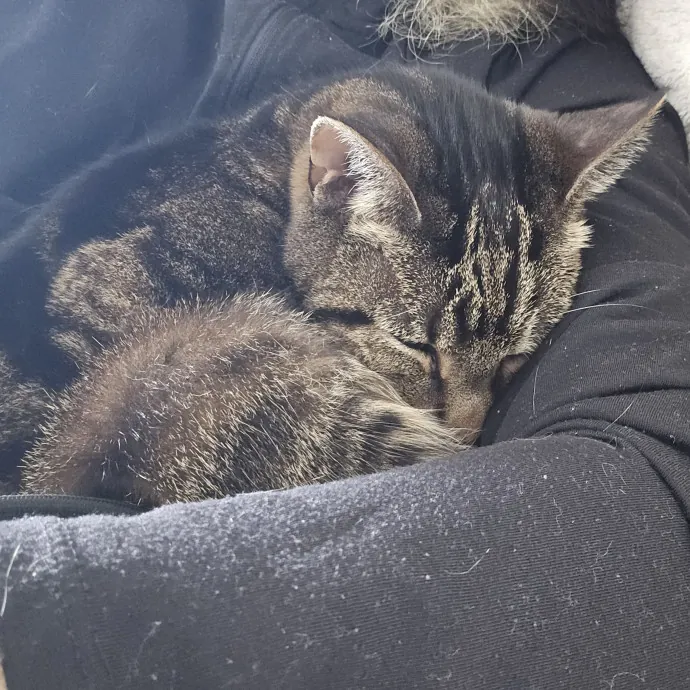 Will Smith Not The Actor Cat Sitting