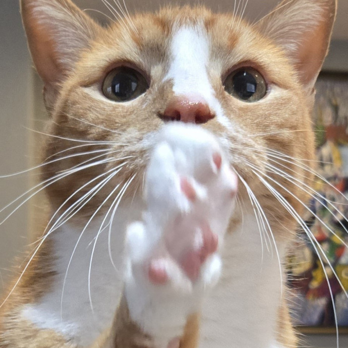 Will Smith Not The Actor Cat Sitting
