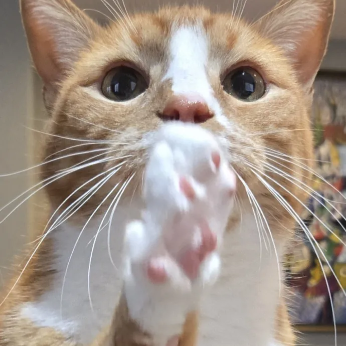 Will Smith Not The Actor Cat Sitting