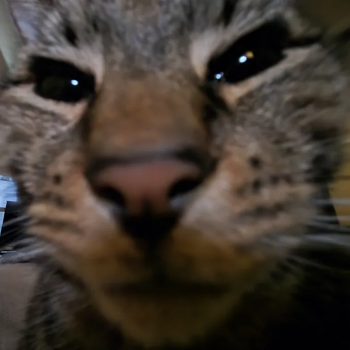 Will Smith Not The Actor Cat Sitting