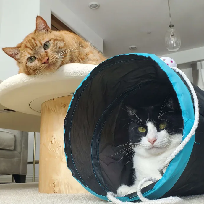 Will Smith Not The Actor Cat Sitting