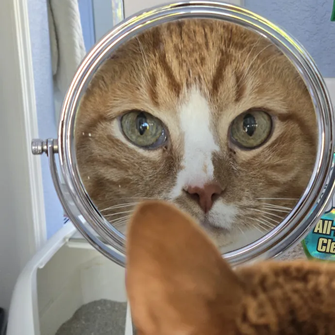 Will Smith Not The Actor Cat Sitting