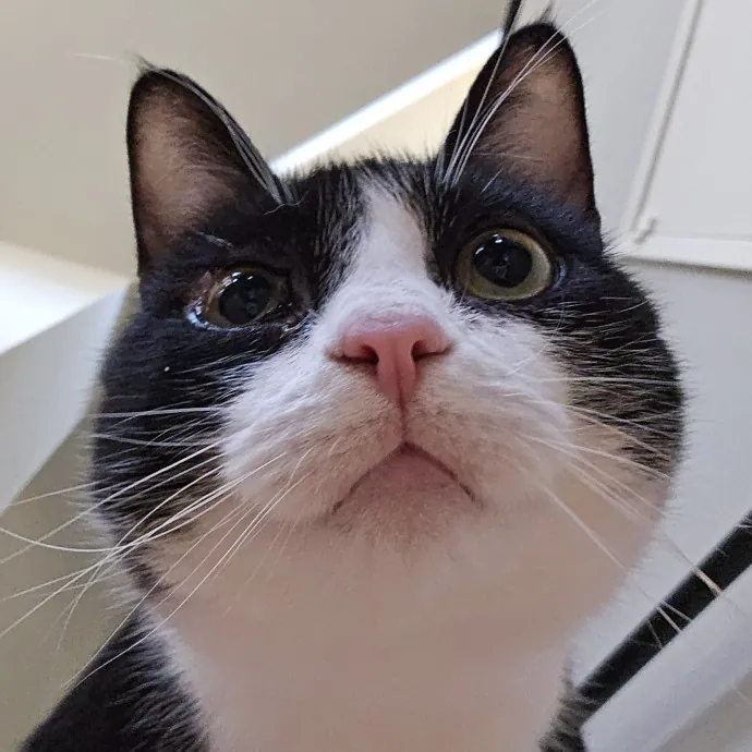 Will Smith Not The Actor Cat Sitting