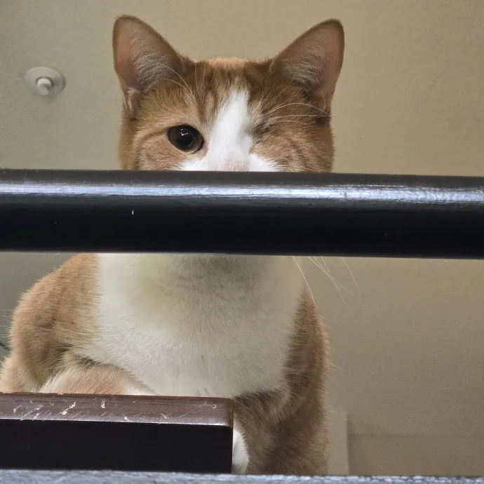 Will Smith Not The Actor Cat Sitting