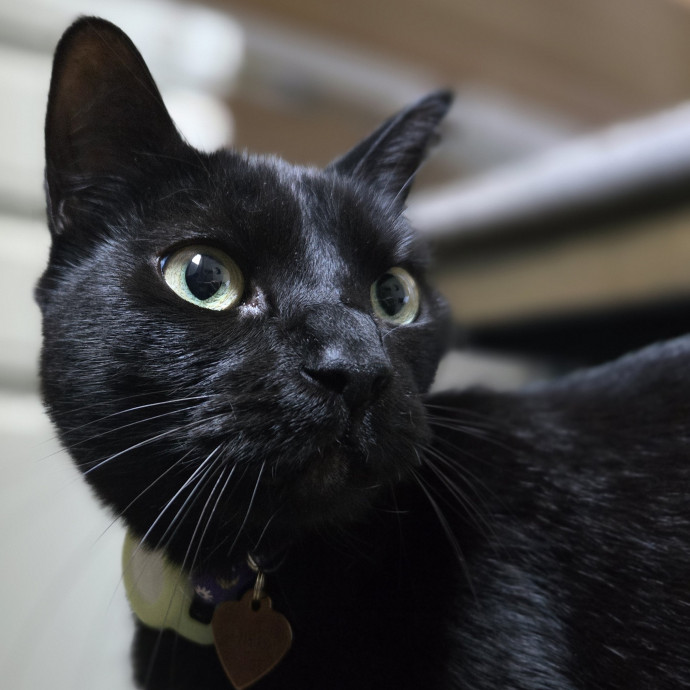Will Smith Not The Actor Cat Sitting