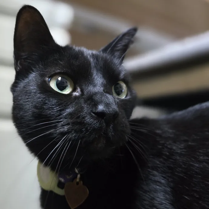 Will Smith Not The Actor Cat Sitting