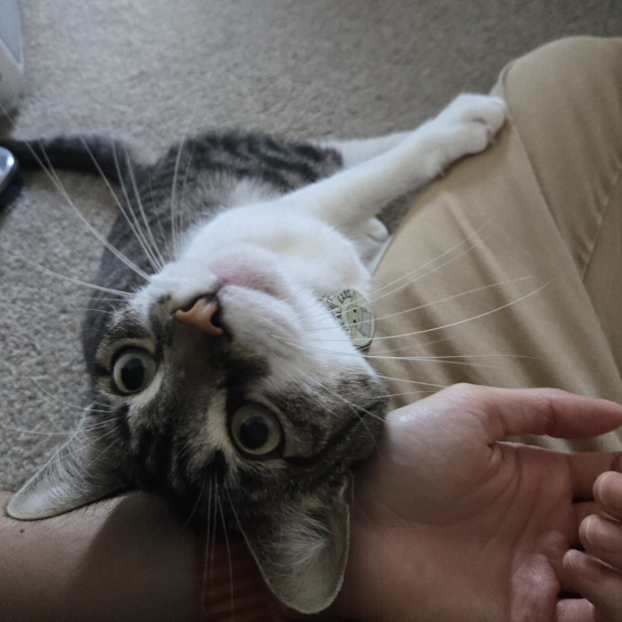 Will Smith Not The Actor Cat Sitting