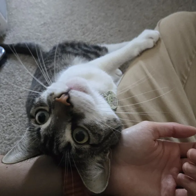 Will Smith Not The Actor Cat Sitting