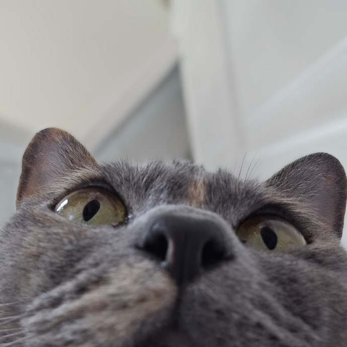 Will Smith Not The Actor Cat Sitting