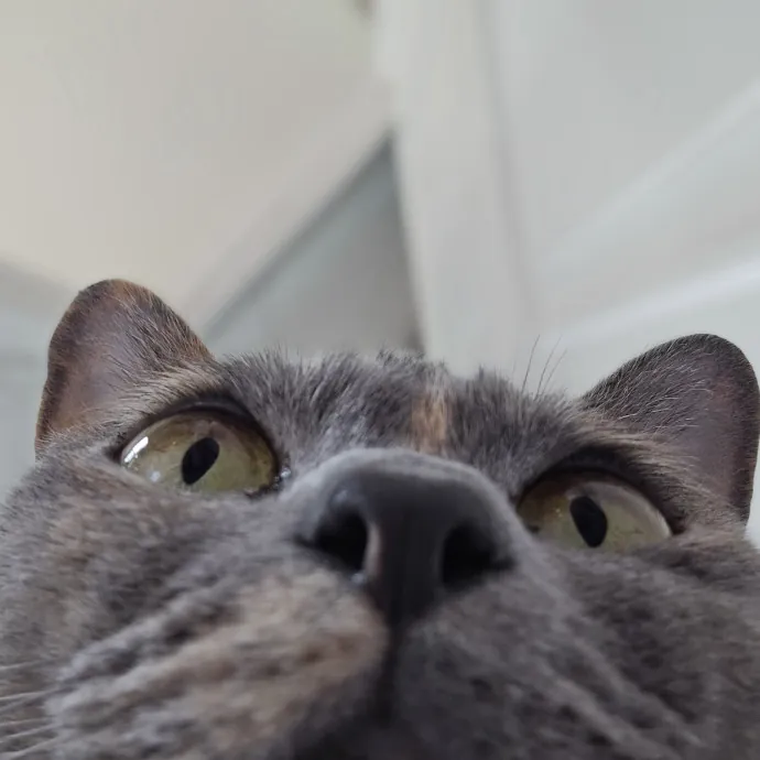 Will Smith Not The Actor Cat Sitting