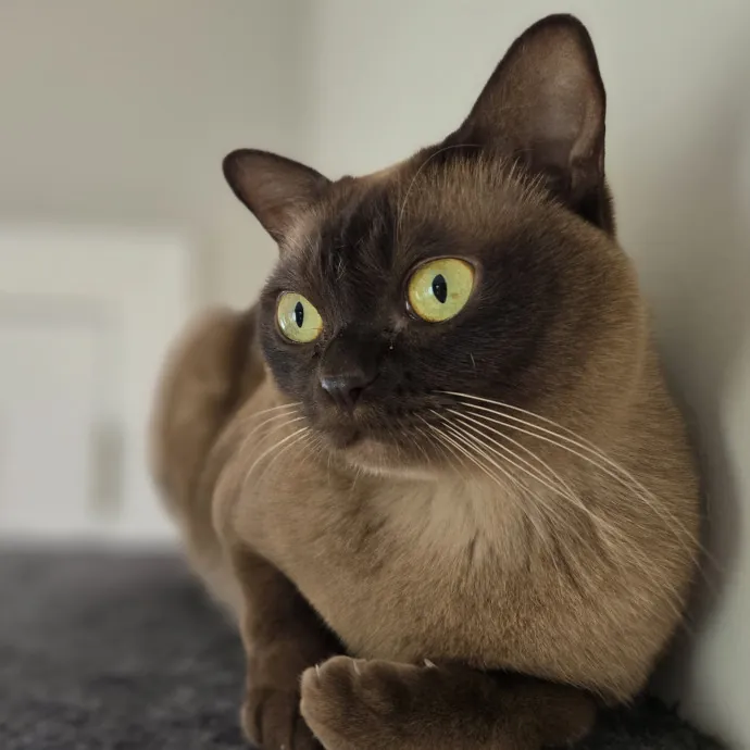 Will Smith Not The Actor Cat Sitting