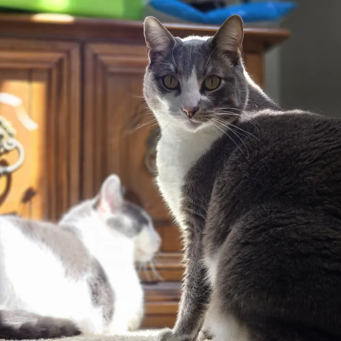 Will Smith Not The Actor Cat Sitting