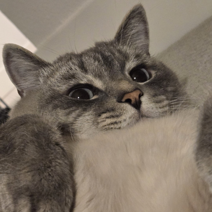 Will Smith Not The Actor Cat Sitting