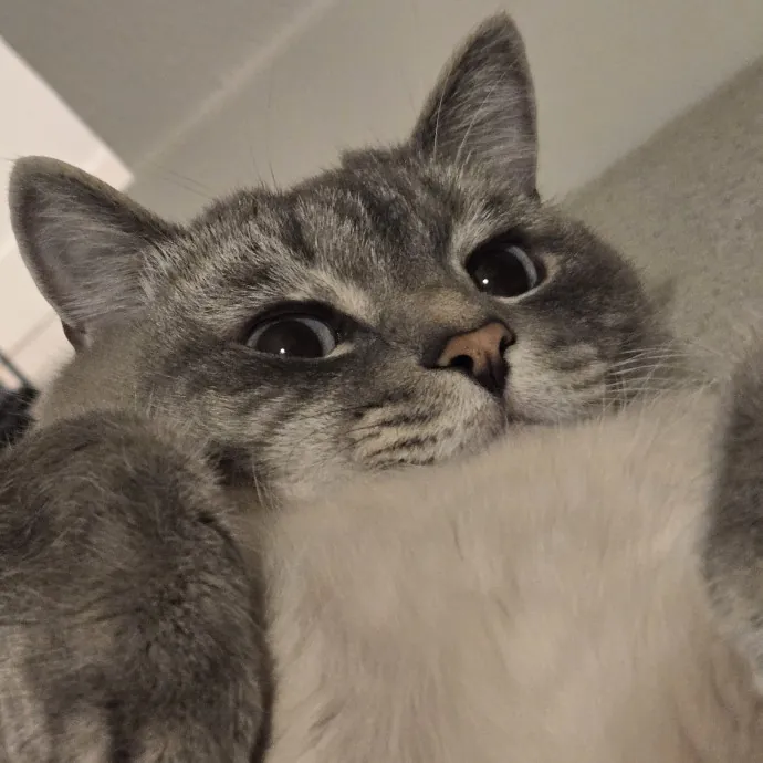 Will Smith Not The Actor Cat Sitting