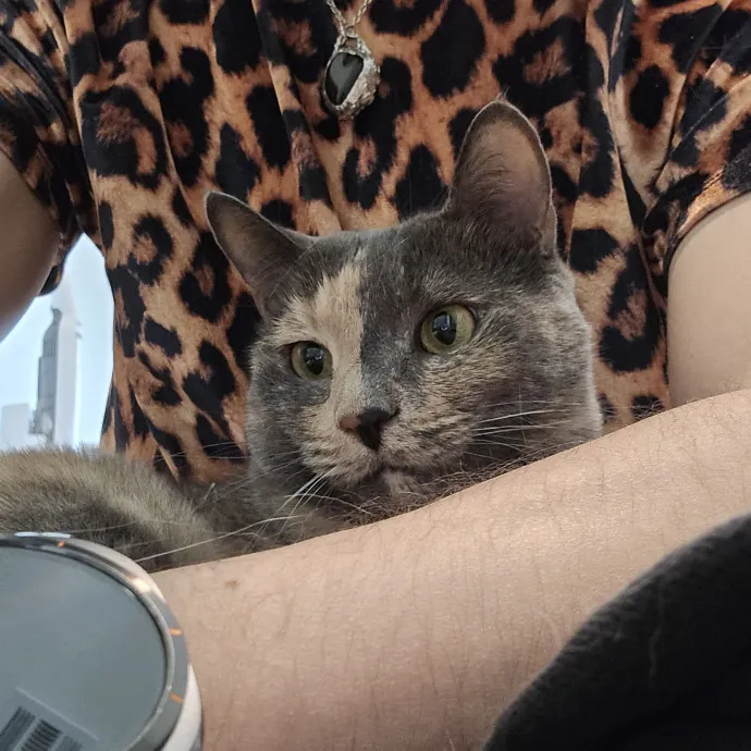 Will Smith Not The Actor Cat Sitting