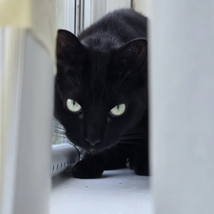 Will Smith Not The Actor Cat Sitting