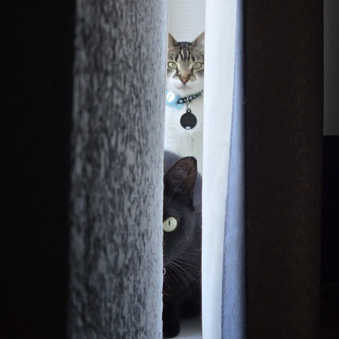 Will Smith Not The Actor Cat Sitting