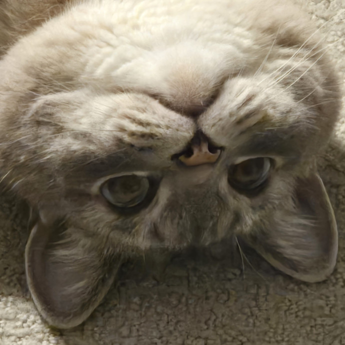 Will Smith Not The Actor Cat Sitting