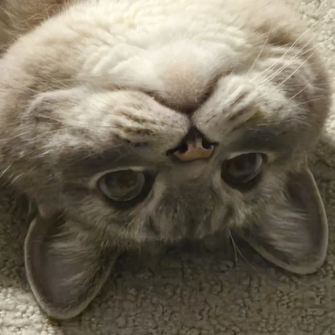 Will Smith Not The Actor Cat Sitting