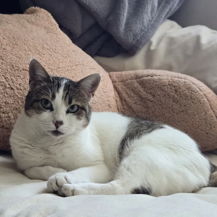 Will Smith Not The Actor Cat Sitting