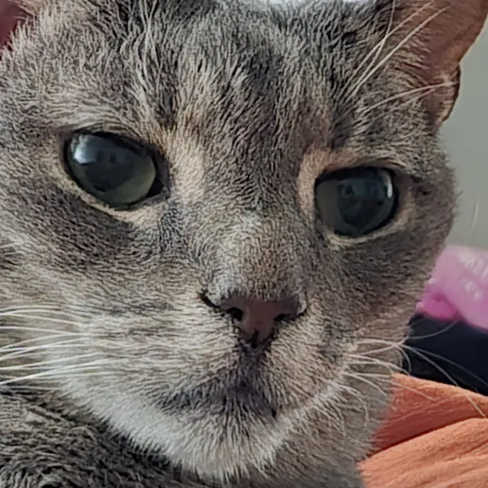 Will Smith Not The Actor Cat Sitting