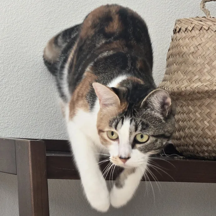 Will Smith Not The Actor Cat Sitting