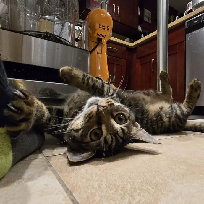 Will Smith Not The Actor Cat Sitting