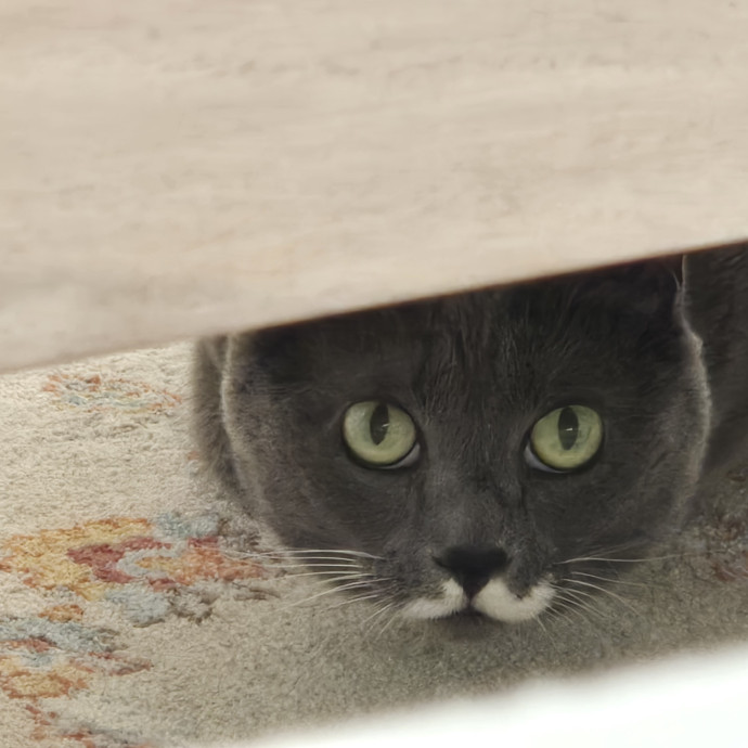 Will Smith Not The Actor Cat Sitting