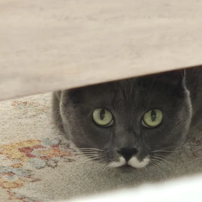 Will Smith Not The Actor Cat Sitting