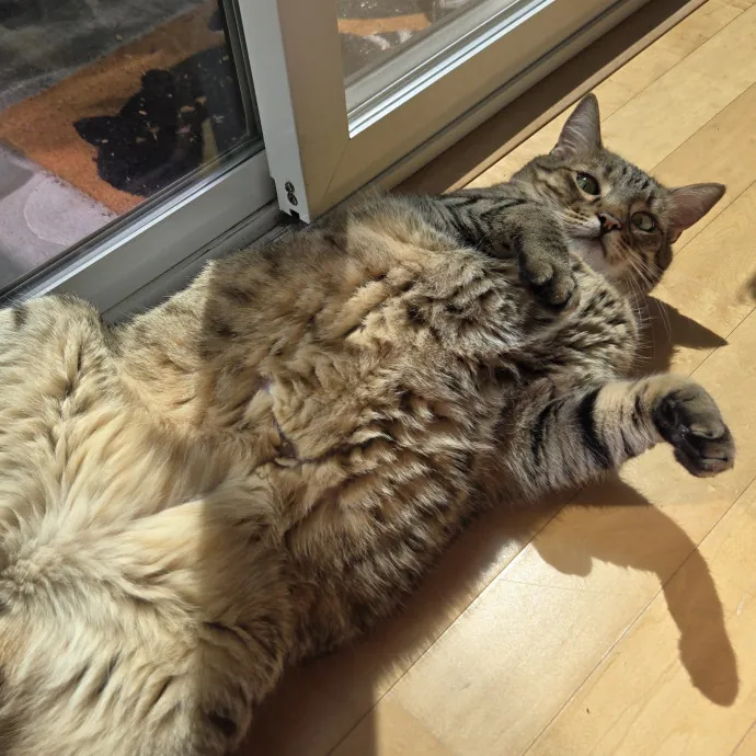 Will Smith Not The Actor Cat Sitting