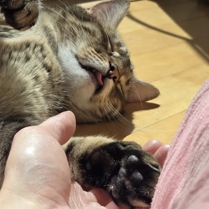 Will Smith Not The Actor Cat Sitting