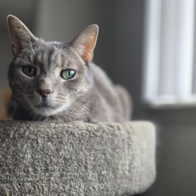 Will Smith Not The Actor Cat Sitting