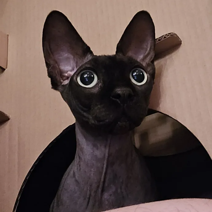 Will Smith Not The Actor Cat Sitting