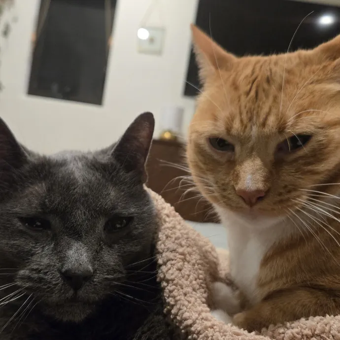 Will Smith Not The Actor Cat Sitting