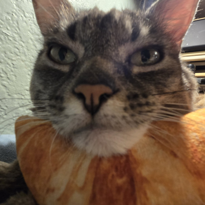 Will Smith Not The Actor Cat Sitting