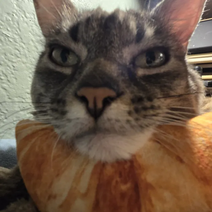 Will Smith Not The Actor Cat Sitting