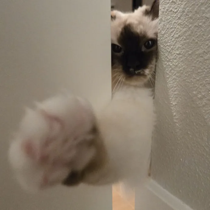 Will Smith Not The Actor Cat Sitting