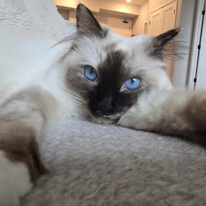 Will Smith Not The Actor Cat Sitting