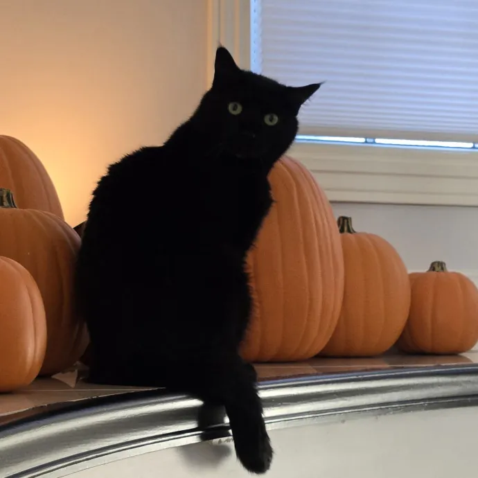 Will Smith Not The Actor Cat Sitting