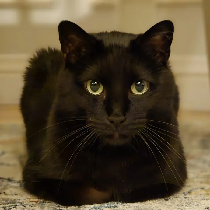 Will Smith Not The Actor Cat Sitting