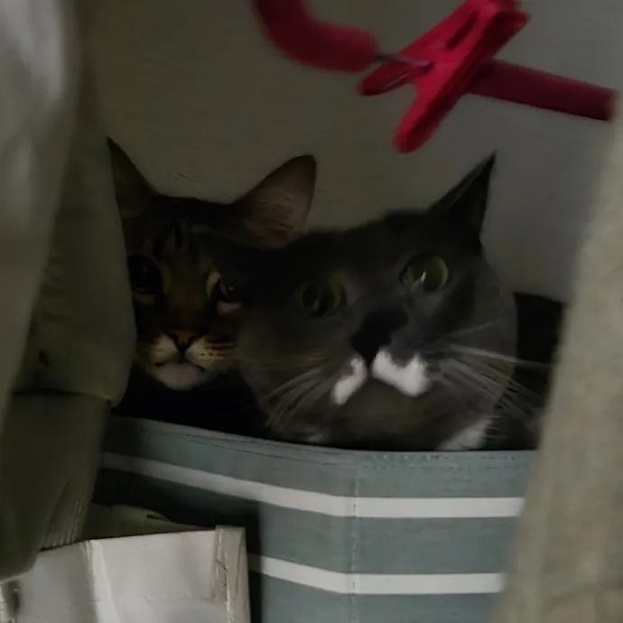 Will Smith Not The Actor Cat Sitting