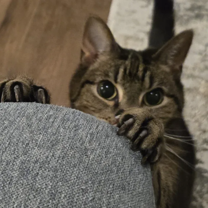 Will Smith Not The Actor Cat Sitting